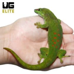 Adult Crimson Giant Day Gecko