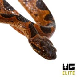Suriname Cat Eyed Snake