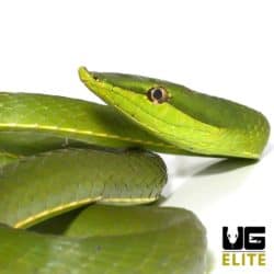 Giant Green Vine Snake