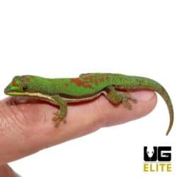 Lined Day Gecko