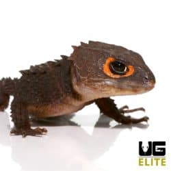 Red Eyed Crocodile Skink