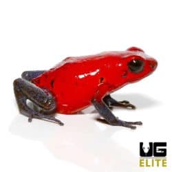 Nicaragua Strawberry Pumilio Dart Frog