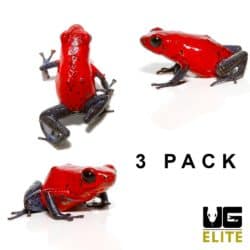 3 Pack: Nicaragua Strawberry Pumilio Dart Frog