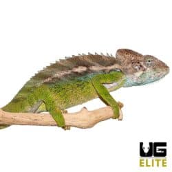 Verrucosus Chameleon