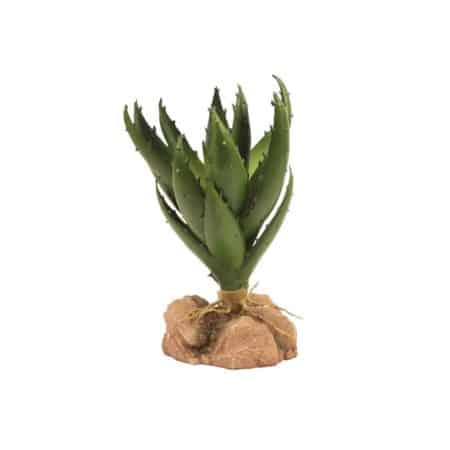 Green Aloe succulent plant with thick, fleshy leaves on a rocky base.
