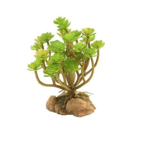 Desert flora – Tree Houseleek succulent with rosette-shaped leaves on a rocky base.