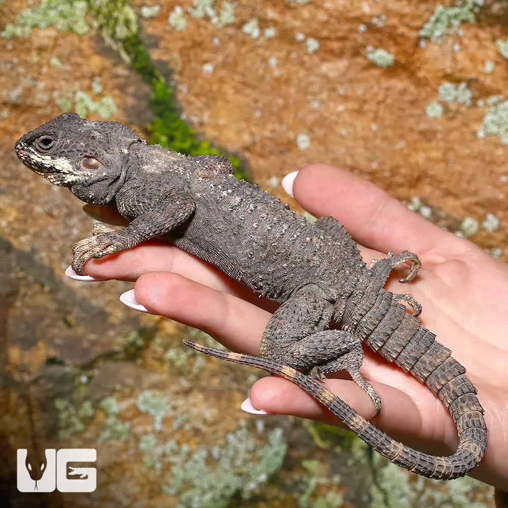 Starred Agamas (Stellagama stellio) For Sale Underground Reptiles