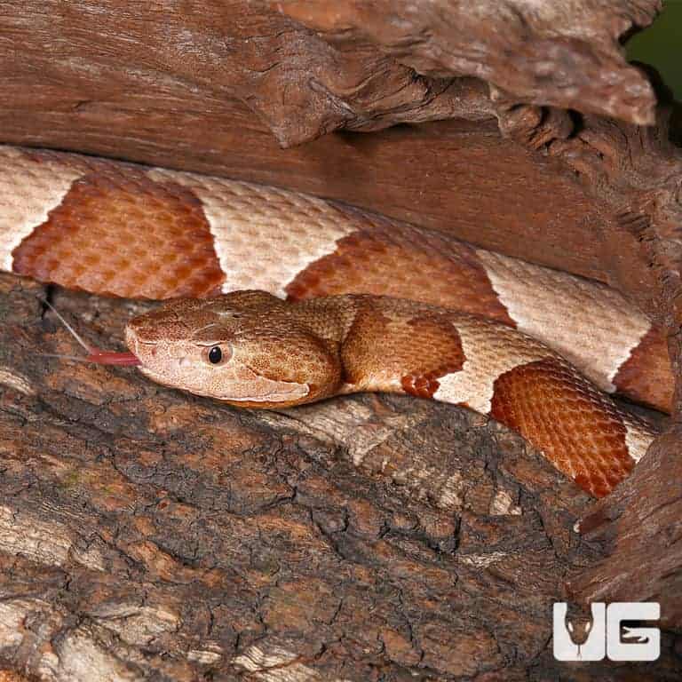 Copperhead Snakes For Sale Underground Reptiles