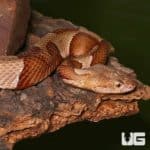Broad Banded Copperhead Snakes (Agkistrodon contortrix) For Sale - Underground Reptiles