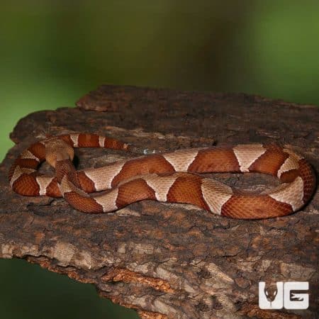 Broad Banded Copperhead Snakes (Agkistrodon contortrix) For Sale - Underground Reptiles