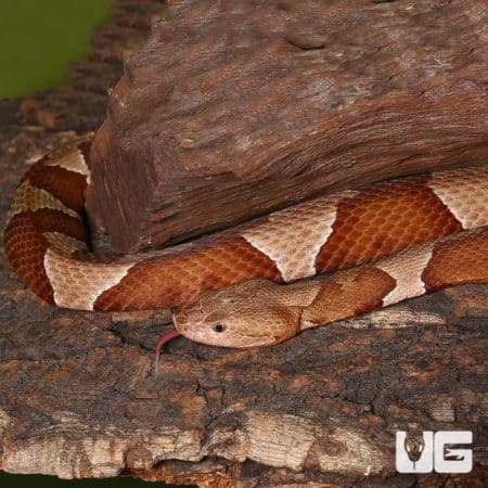 Broad Banded Copperhead Snakes (Agkistrodon contortrix) For Sale - Underground Reptiles
