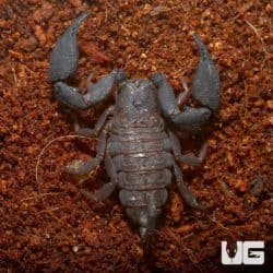 Australian Rainforest Scorpion (Liocheles waigiensis) For Sale - Underground Reptiles