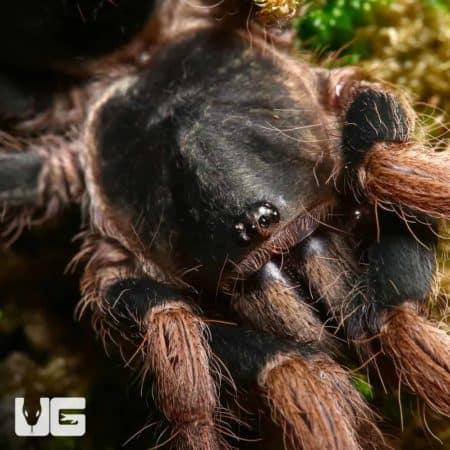 Peruvian Dwarf Red leg Tarantula (cyriocosmus aueri) For Sale - Underground Reptiles