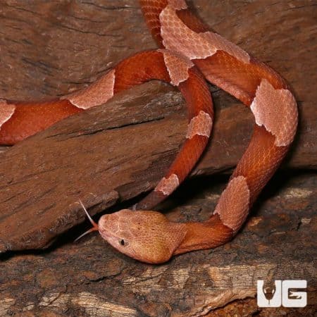 Broad Banded Copperhead Snakes (Agkistrodon contortrix) For Sale - Underground Reptiles
