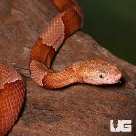 Broad Banded Copperhead Snakes (Agkistrodon contortrix) For Sale - Underground Reptiles
