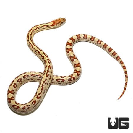 Female Aberrant Tharabrook Cornsnake (Pantherophis guttatus) For Sale - Underground Reptiles