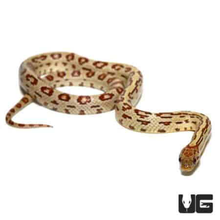 Female Aberrant Tharabrook Cornsnake (Pantherophis guttatus) For Sale - Underground Reptiles
