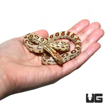 Aberrant Tharabrook Cornsnake in hand, showcasing unique color pattern.