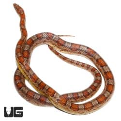 Adult Classic Cornsnakes (Pantherophis guttatus) For Sale - Underground Reptiles