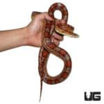 Adult Classic Cornsnakes (Pantherophis guttatus) For Sale - Underground Reptiles