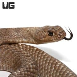 Coachwhip Snakes (Masticophis flagellum) For Sale - Underground Reptiles