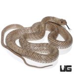 Coachwhip Snakes (Masticophis flagellum) For Sale - Underground Reptiles