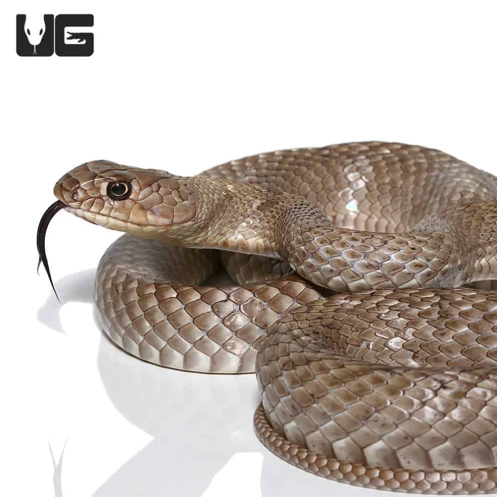 Red Coachwhip Snakes For Sale Underground Reptiles