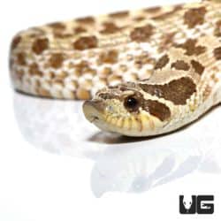 Western Hognose Snakes (Heterodon nasicus) For Sale - Underground Reptiles