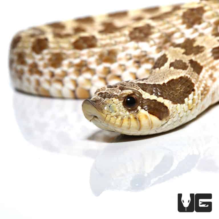 Baby Western Hognose Snakes For Sale - Underground Reptiles