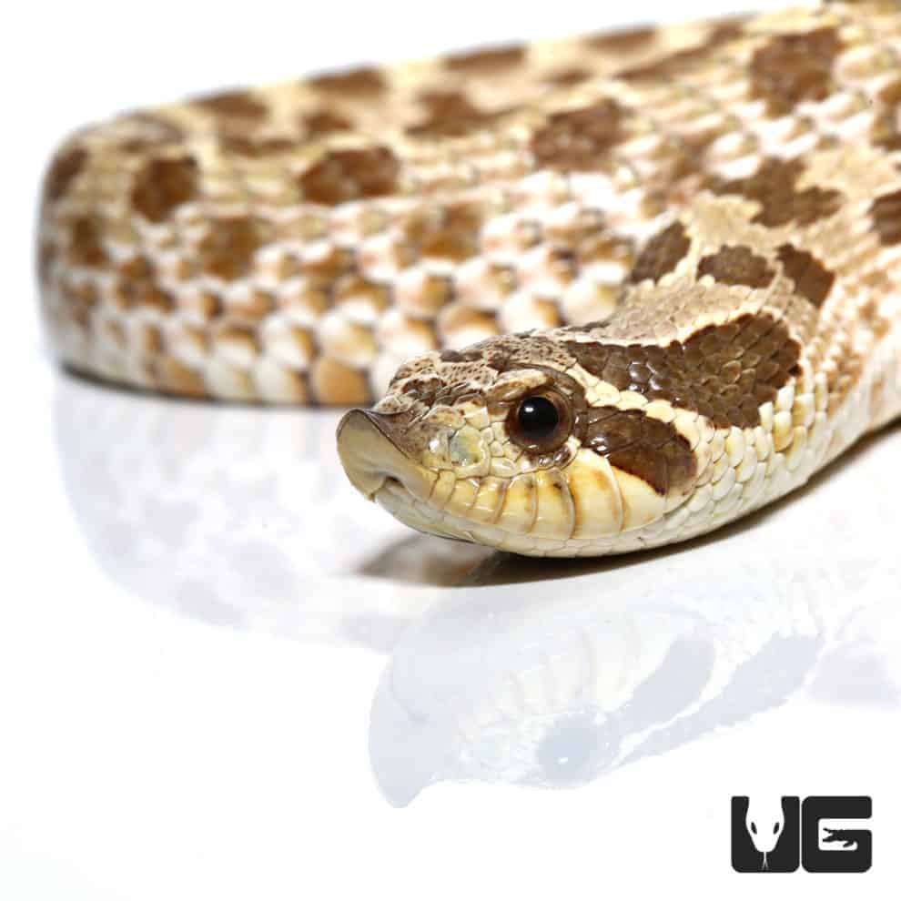 Baby Western Hognose Snakes For Sale Underground Reptiles