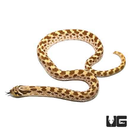 Baby Western Hognose Snakes For Sale - Underground Reptiles