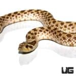 Western Hognose Snakes (Heterodon nasicus) For Sale - Underground Reptiles