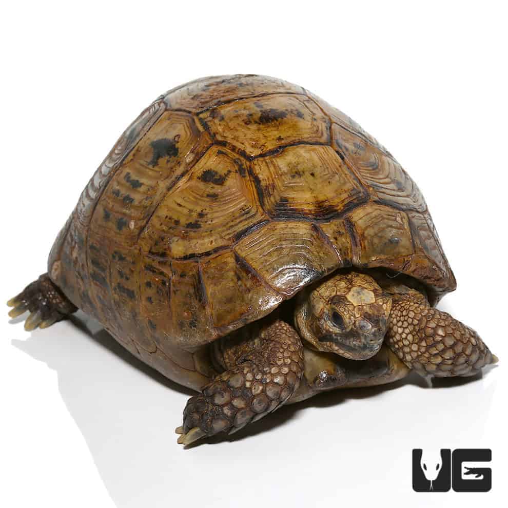 Golden Greek Tortoises For Sale - Underground Reptiles