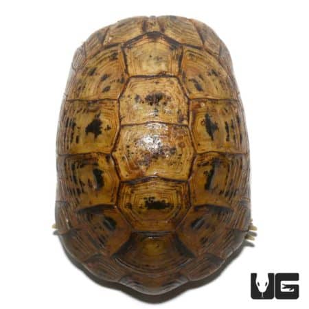 Golden Greek Tortoises (Testudo graeca) For Sale - Underground Reptiles