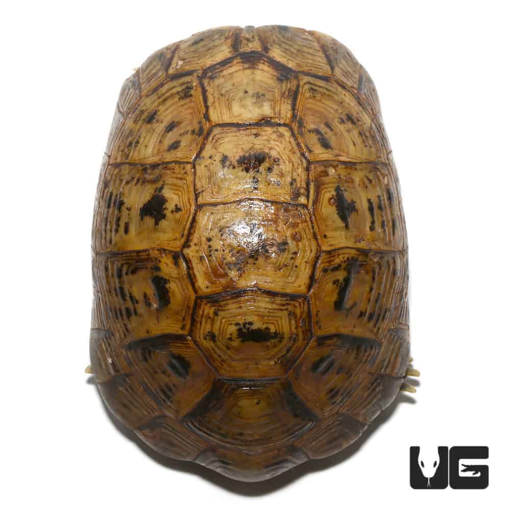 Golden Greek Tortoises For Sale - Underground Reptiles