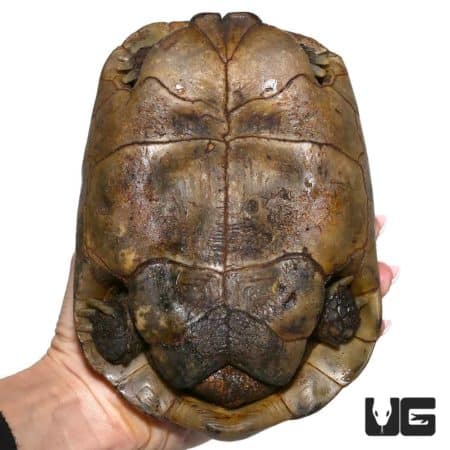 Golden Greek Tortoise, adult male, showcasing a domed shell and distinctive coloration.
