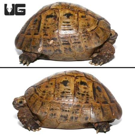 Adult male Golden Greek tortoise with detailed shell pattern and sturdy limbs.
