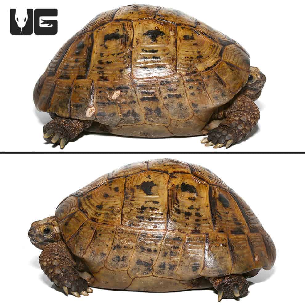 Golden Greek Tortoises For Sale - Underground Reptiles