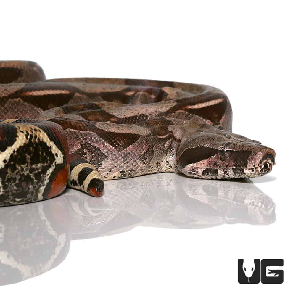 Guyana Redtail Boa For Sale - Underground Reptiles