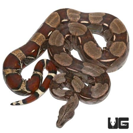 Male Guyana Redtail Boa snake, showcasing vibrant coloration and pattern.