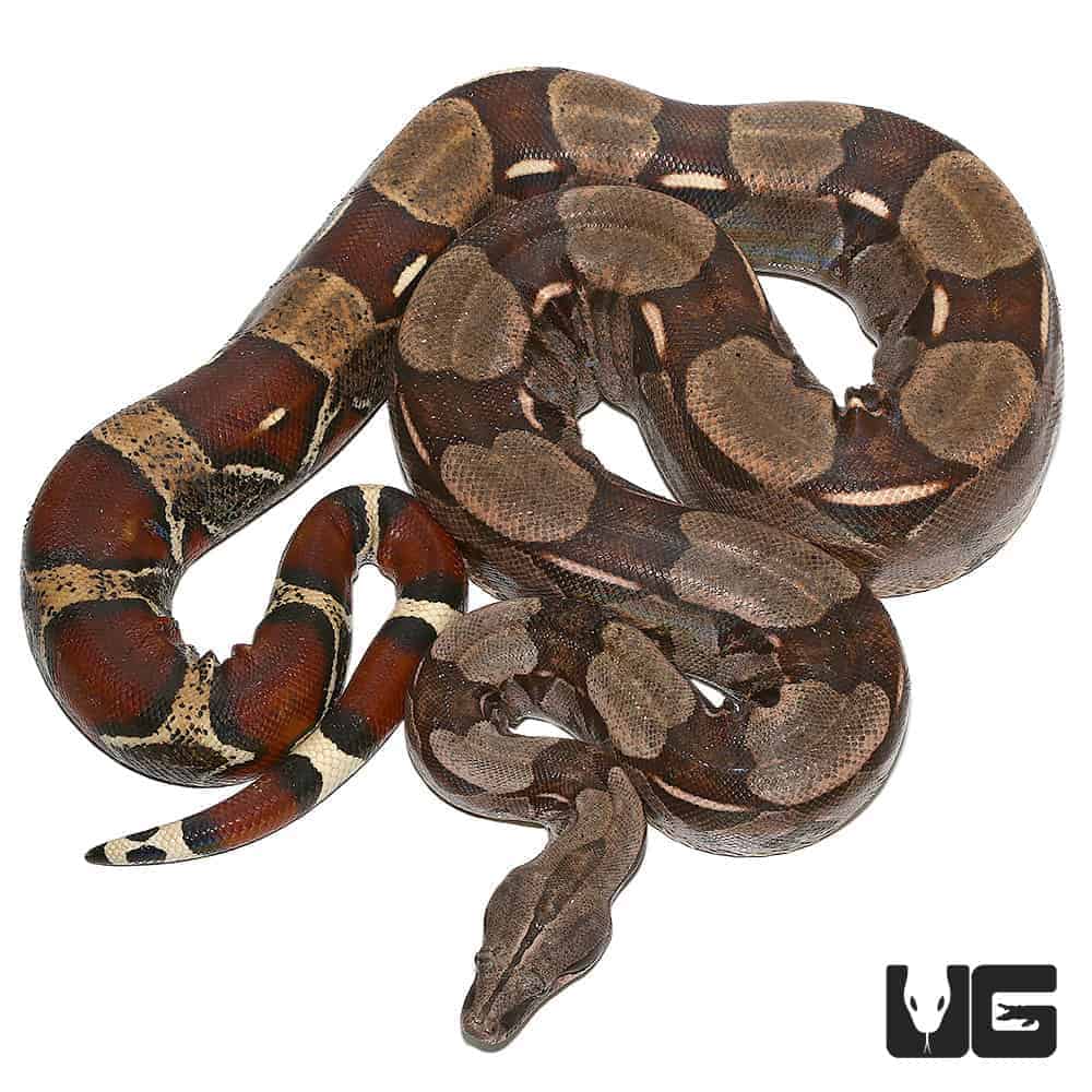 Silver Guyana Redtail Boa (Boa c. constrictor) for sale - Underground  Reptiles
