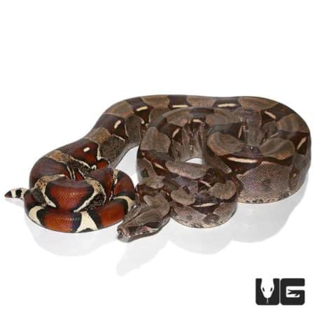 Guyana Redtail Boa for sale - Underground Reptiles