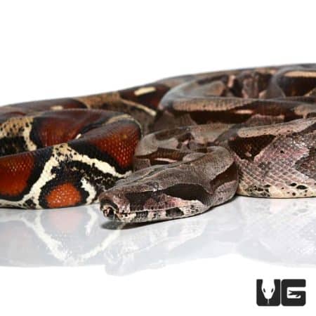 Guyana Redtail Boas (Boa c. constrictor) For Sale - Underground Reptiles