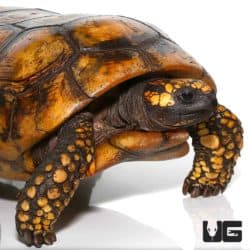 Yellowfoot Tortoises (Chelonoidis carbonaria) For Sale - Underground Reptiles