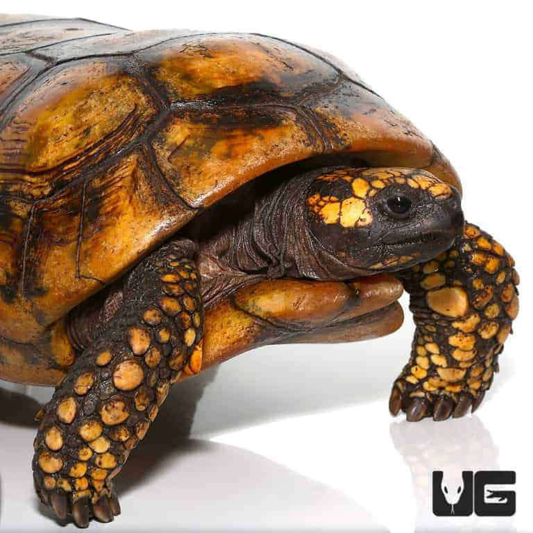 Redfoot Tortoise For Sale - Underground Reptiles