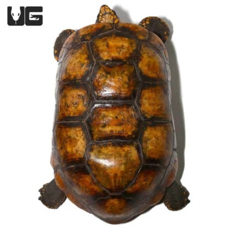 Yellowfoot Tortoise, adult male, showcasing vibrant shell pattern.