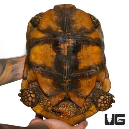 Large adult male Yellowfoot Tortoise with vibrant orange and black shell.