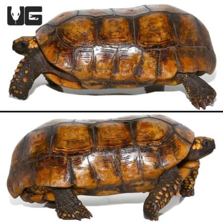Adult male yellowfoot tortoise with vibrant shell pattern and sturdy limbs. Perfect for reptile enth.