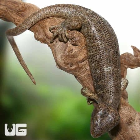 Monkey Tail Skinks (Corucia zebrata) For Sale - Underground Reptiles