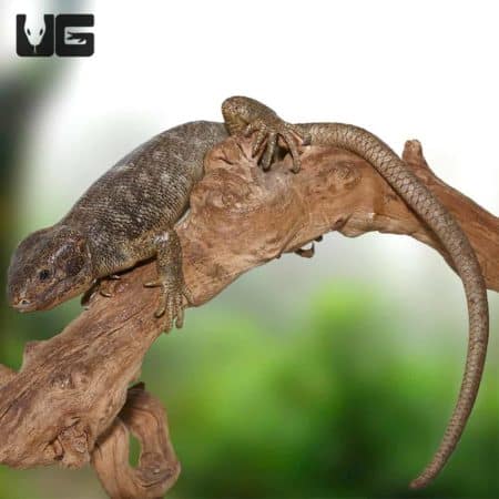 Monkey Tail Skinks (Corucia zebrata) For Sale - Underground Reptiles